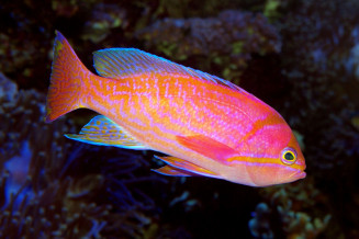 Pseudanthias bimaculata mâle adulte © Fréderic Fasquel