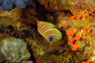 Pygoplithes diacanthus juvenile © Frédéric Fasquel