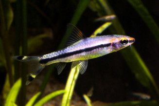 Sahyadria denisonii juvenile © Frédéric Fasquel