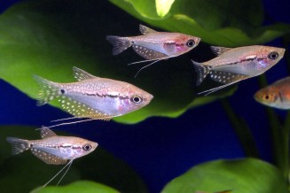 Trichopodus leerii juveniles © Frédéric Fasquel