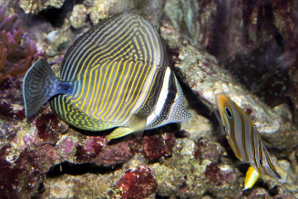 Zebrasoma desjardinii sub adulte © Frédéric Fasquel