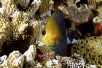 Zebrasoma scopas juvenile dans le corail © Frédéric Fasquel