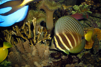 Zebrasoma veliferum © Frédéric Fasquel
