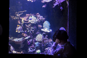 Aquarium tropical