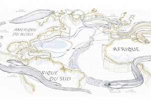 Illustration de la migration des anguilles dans l'océan Atlantique