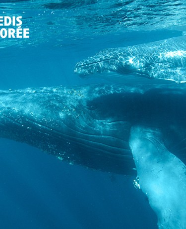 Baleines