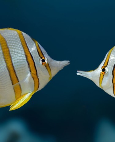 Saint Valentin 2026 slide