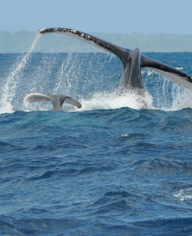 photo cetamada mère baleineau