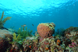 recif-de-corail1.jpg