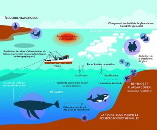 Processus majeurs du changement global dans l'océan Austral
