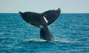 queue-de-baleine