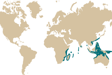 014m_oxymonacanthus_longirostris.png