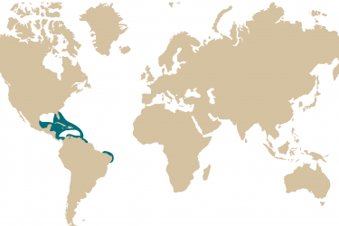 015m-_liopropoma_rubre.png