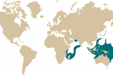 016m-_acropora_granulosa.png