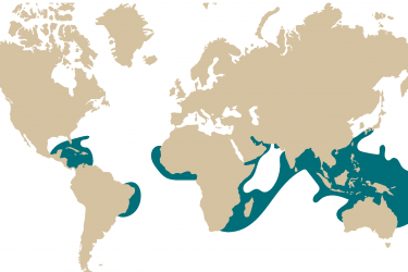 017-_favia_sp.png