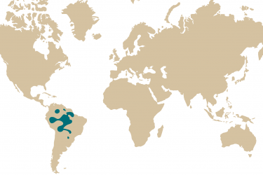 018m_potamotrygon_motoro.png