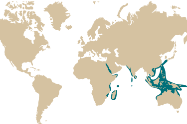 01m-_pterois_radiata.png