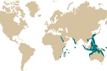 026m-_naso_hexacanthus.png