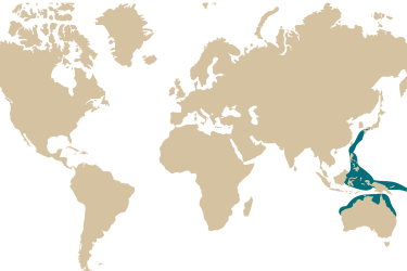 030m-_chaetodontoplus_duboulayi.png
