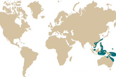 057m-_ctenochaetus_hawaiiensis.png