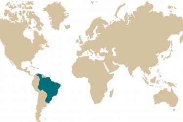 05m_paracheirodon_axelrodi.png