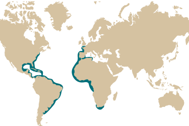 07m-_dactylopterus_volitans.png