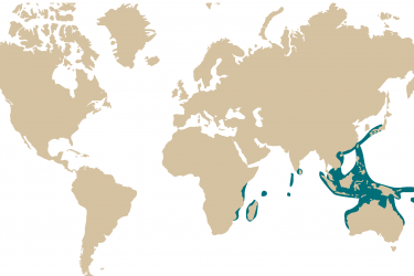 07m_trachyrhamphus_longirostris.png