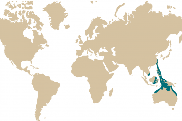08m_dunckerocampus_dactyliophorus.png