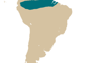 map_arapaima_gigas.png