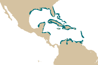 map_kryptolebias_marmoratus.png