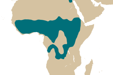 map_lates_niloticus.png