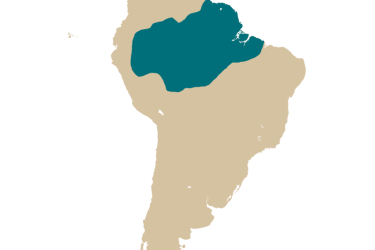 map_osteoglossum_bicirrhosum.png