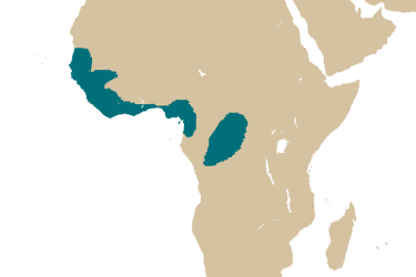 map_papyrocranus_afer.png