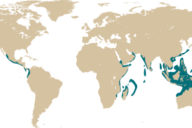 map_platax_orbicularis.png