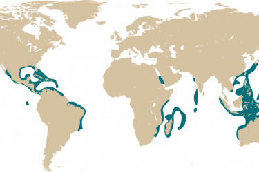 map_pocillopora_damicornis.png