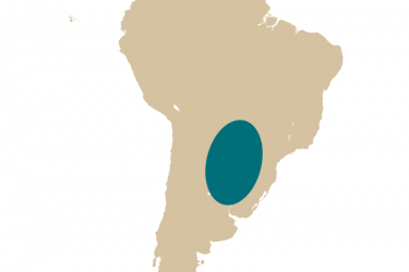 map_potamotrygon_falkneri.png