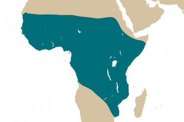map_protopterus_sp.png