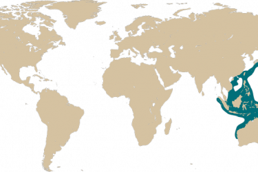Localisation de la rascasse volante
