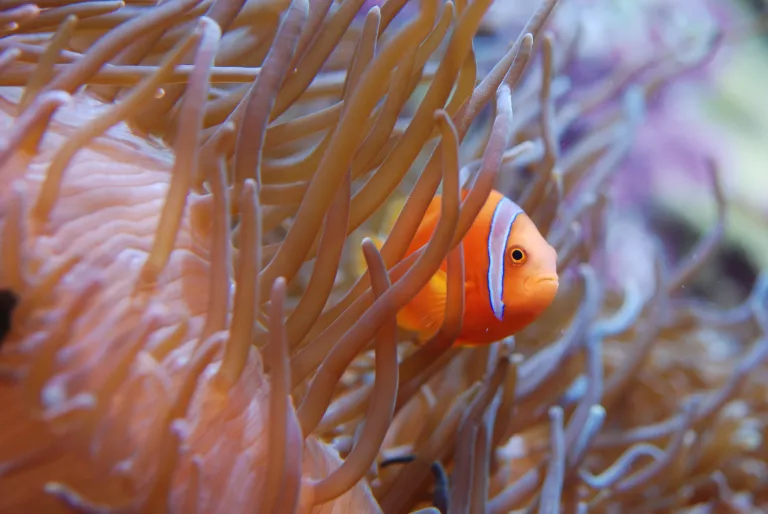 Poisson clown © Déodat Manchon