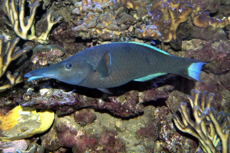 Gomphosus caeruleus mâle adulte non dominant