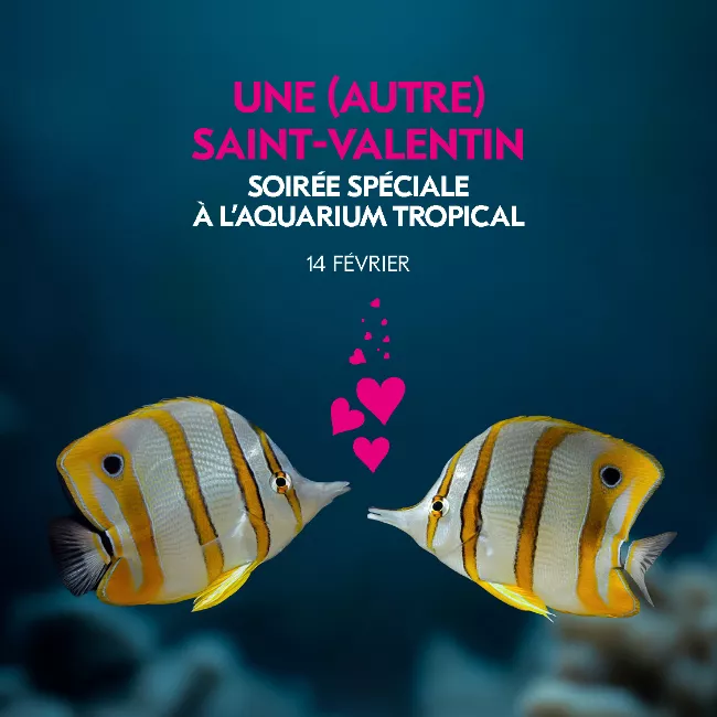 Saint-Valentin 2026
