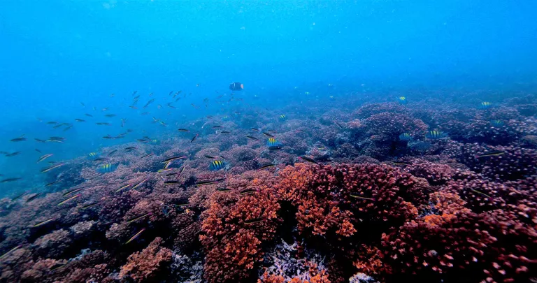Photographie d'un récif de corail