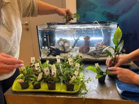 Un aquarium en classe