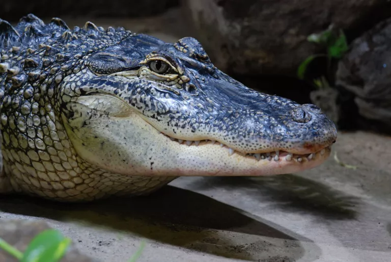 Alligator du Mississippi