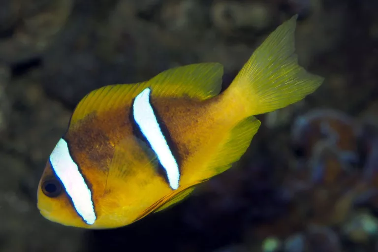 Amphiprion bicinctus male © Frédéric Fasquel