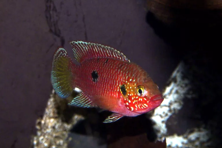 Hemigrammus stelifer femelle photo F Fasquel