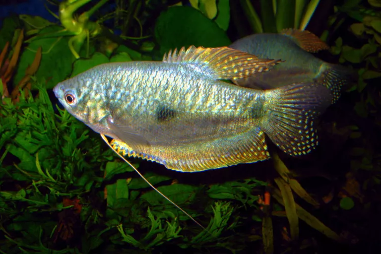 Trichogaster trichopterus male adulte forme d'élevage bleue © Frédéric Fasquel.jpg