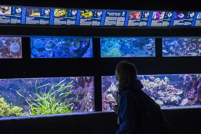 Aquarium tropical. Photo Anne Volery