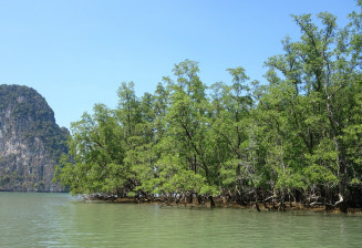 Mangrove and sea