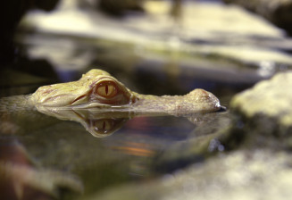 Alligator albinos © Deodat Manchon